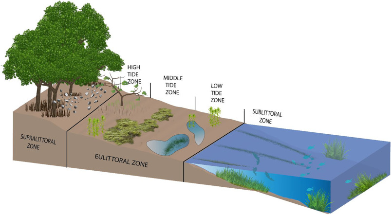 Intertidal Zone Drawings Habitats Of The Subtidal Zone Intertidal Zone Drawings Habitats Of The Subtidal Zone